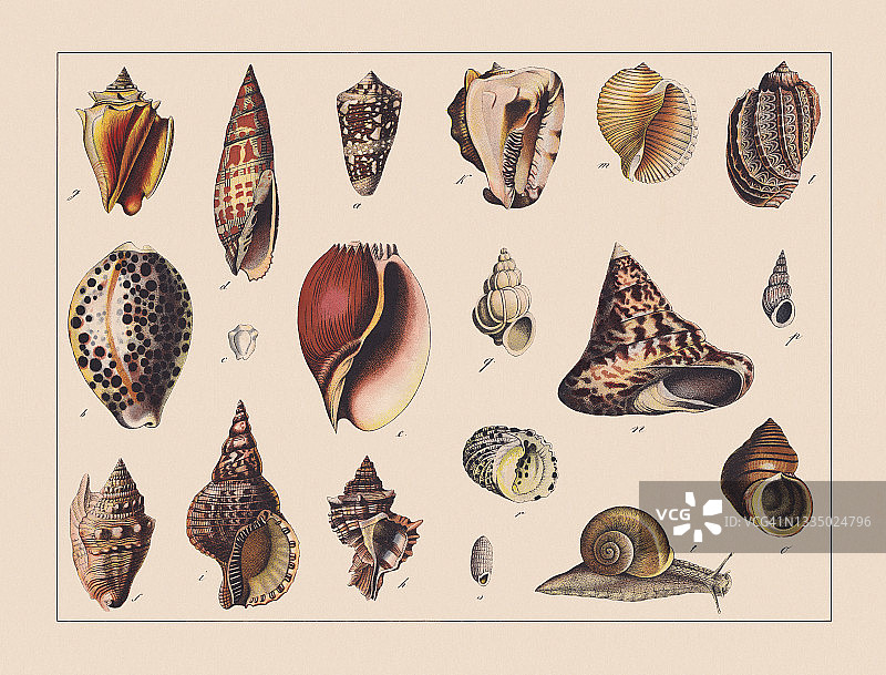 蜗牛(腹足类)，手绘彩色石版，1882年出版图片素材