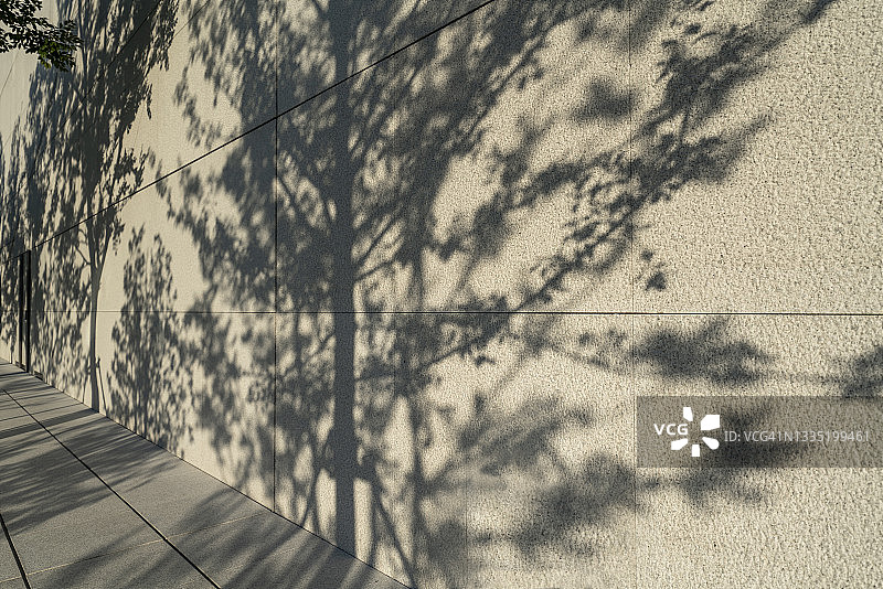树在墙上的影子图片素材