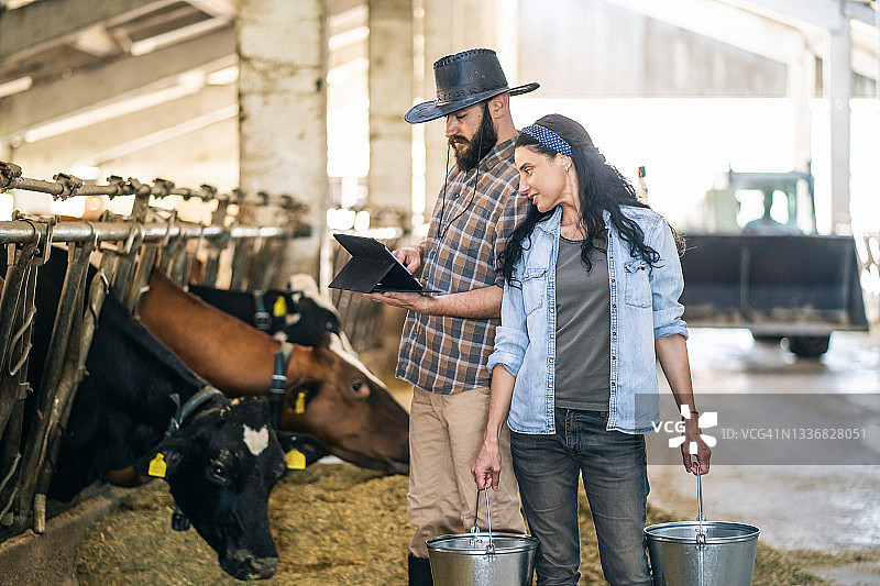 自信成功的农场家庭的肖像，从事奶牛饲养在牛棚和使用数字平板电脑图片素材
