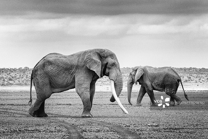 肯尼亚安博塞利，黑白相间的可爱大象图片素材