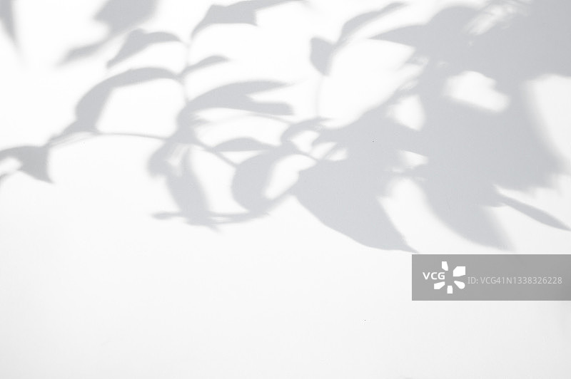 时尚摄影效果的植物阴影覆盖白色背景覆盖图片素材