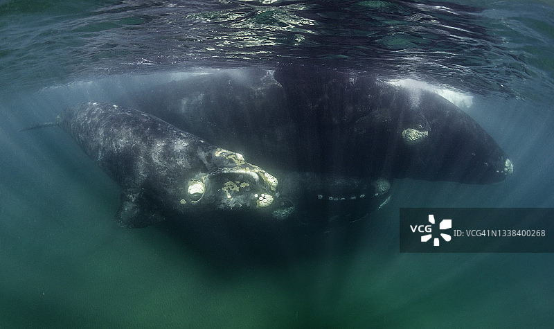 阿根廷，瓦尔德斯半岛，新沃湾，雄性南露脊鲸正试图与一只雌性露脊鲸交配，而这只雌性露脊鲸的幼鲸正与她一起游泳。图片素材