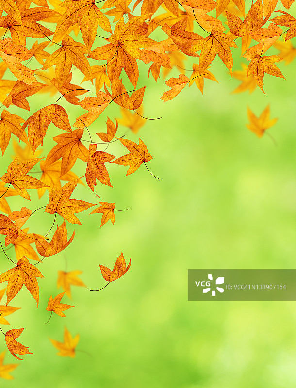 绿色背景上的秋叶图片素材