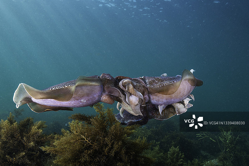 澳大利亚巨型墨鱼交配，Whyalla，南澳大利亚。图片素材