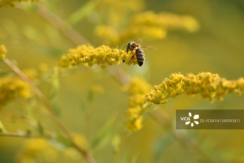 金发碧眼的蜜蜂图片素材