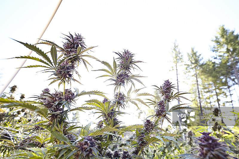 太阳耀斑背后开花浆果柴油大麻植物图片素材