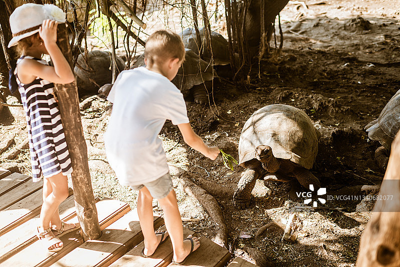 在坦桑尼亚桑给巴尔监狱岛的公园里探索巨大的塞舌尔海龟图片素材