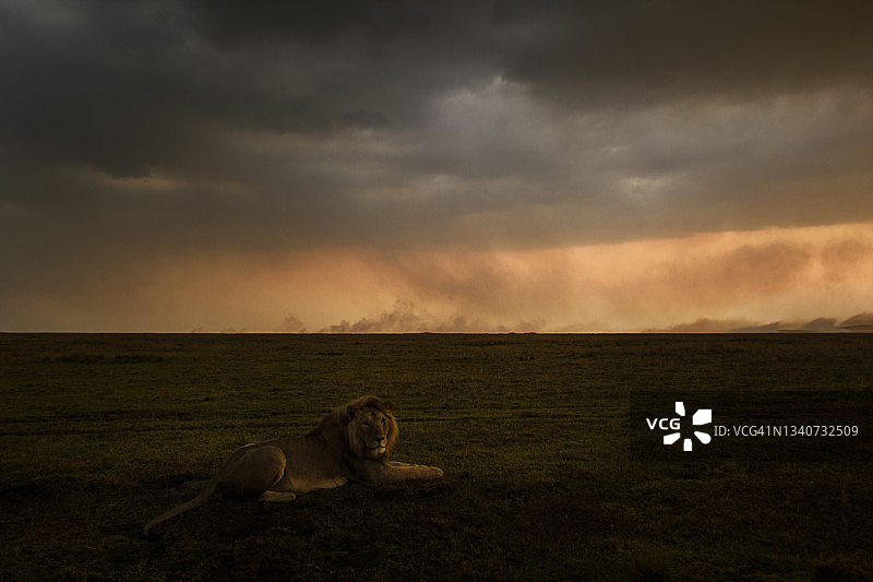 肯尼亚马赛马拉的雄狮肖像在戏剧性的黑暗暴风雨天空中的暖色图片素材