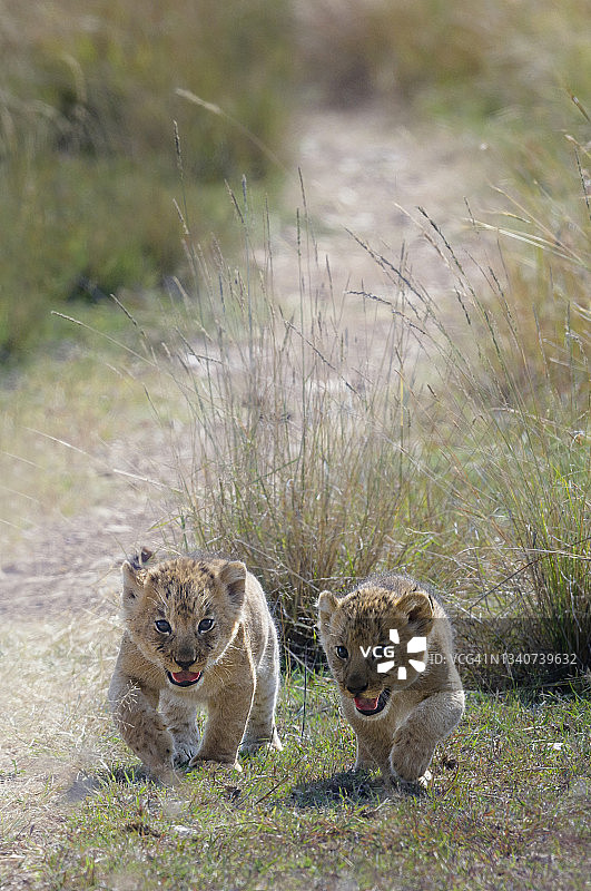 在肯尼亚马赛马拉，两只小狮子幼崽一起散步的可爱垂直镜头图片素材