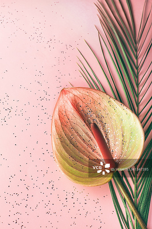 红掌花与棕榈叶在银色闪光粉红色粉彩背景。热带节日的概念。为你的设计复制空间。平铺风格和特写图片素材