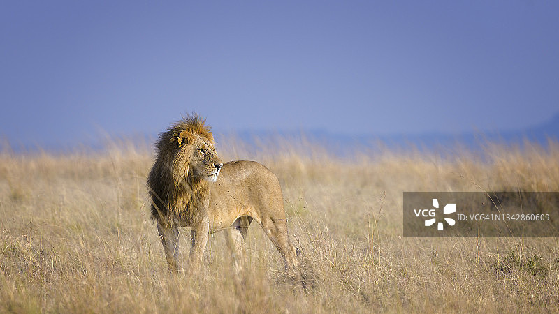 肯尼亚马赛马拉金色的草地上，一头美丽的雄狮向右看图片素材