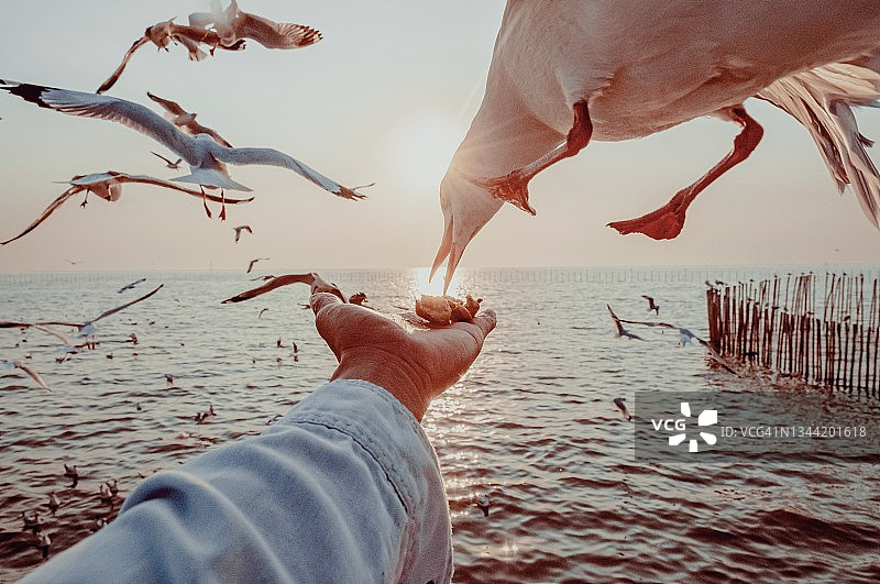 海鸥在日落时用手吃食物的特写镜头图片素材