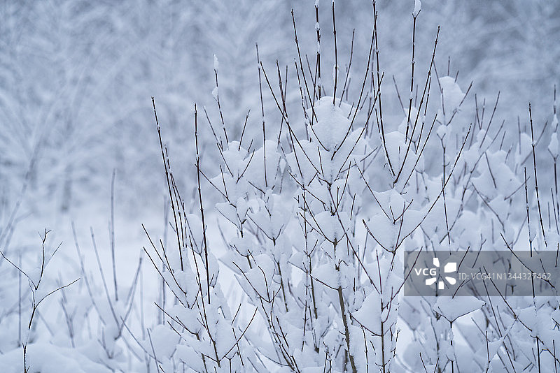 冬天树枝被雪覆盖图片素材