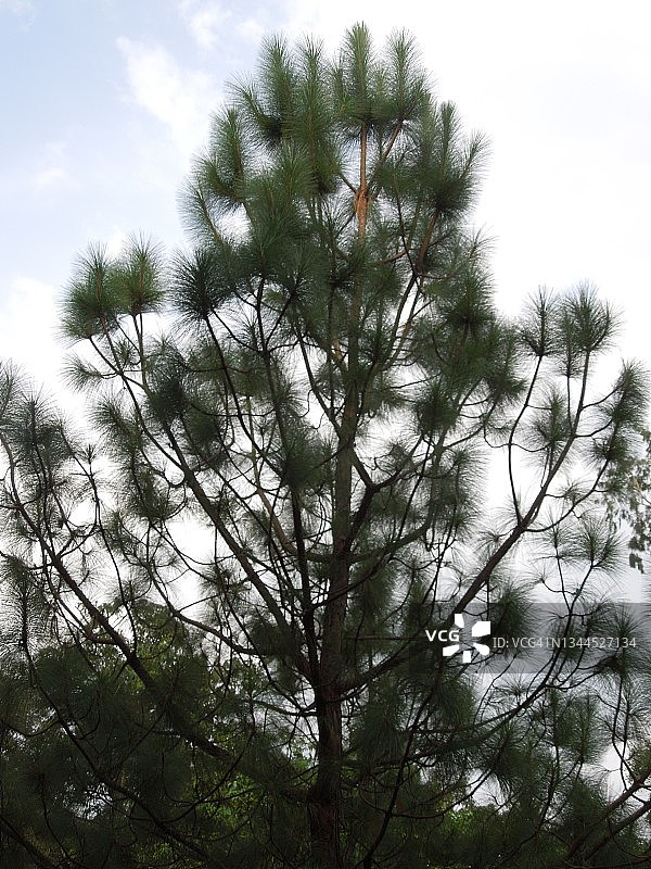 大，庄严的松树创造柔和的轮廓。松果体roxburghii。松科的家庭。图片素材