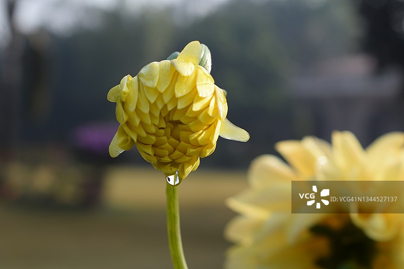 明亮，鲜艳的黄色花园大丽花植物的花朵准备绽放。大丽花pinnata。菊科家庭。图片素材