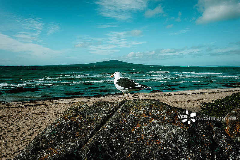 在新西兰，海鸥与兰吉托火山合影图片素材