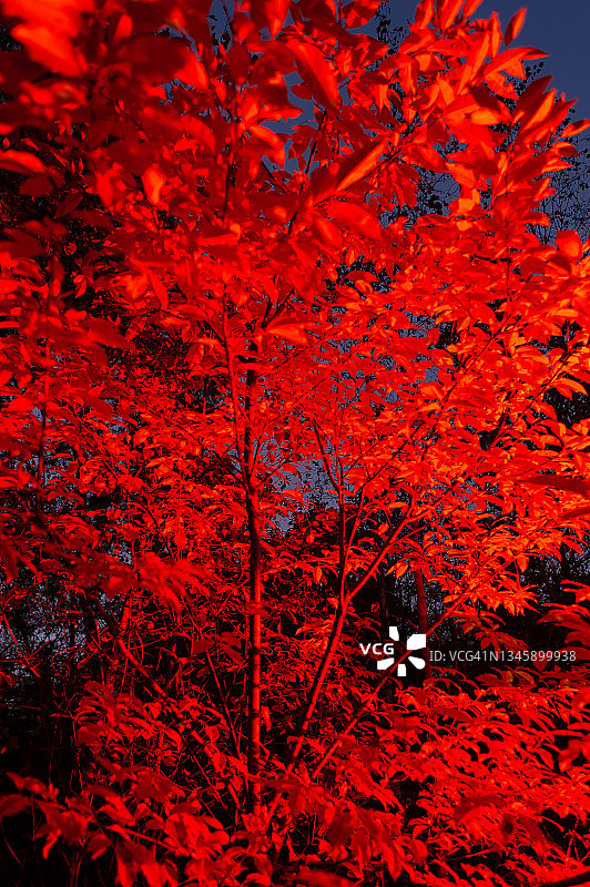 鲜艳的枫树在红色的霓虹灯下闪烁图片素材