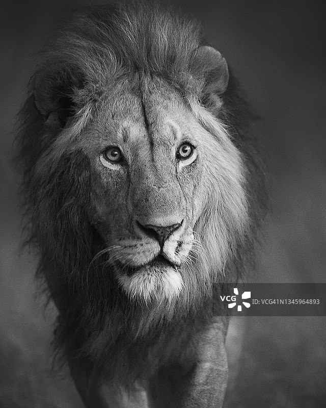 肯尼亚马赛马拉，雄狮Orkitok的黑白照片图片素材