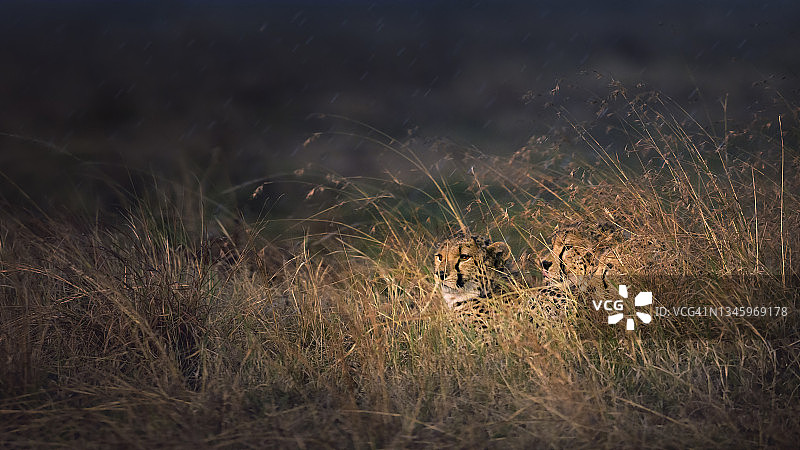肯尼亚马赛马拉，三只猎豹在长草中避雨图片素材