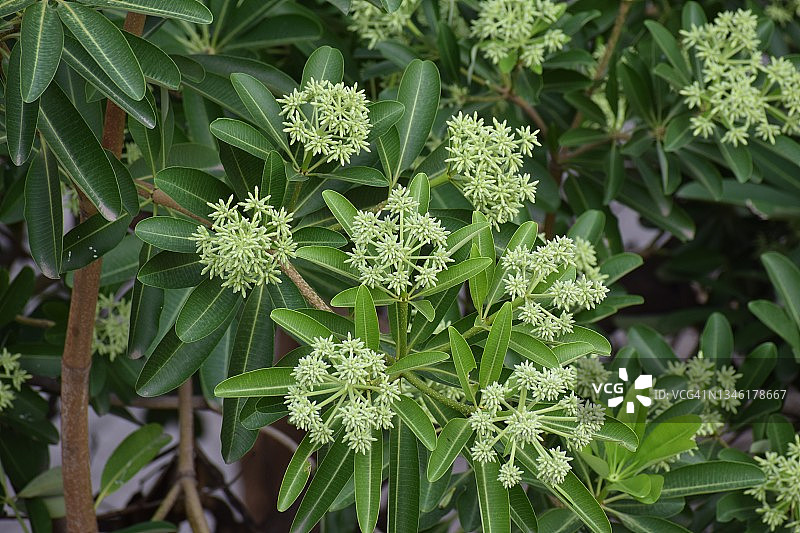 魔鬼之树迷人的绿色花蕾。Alstonia Scholaris。夹竹桃科的家庭。图片素材