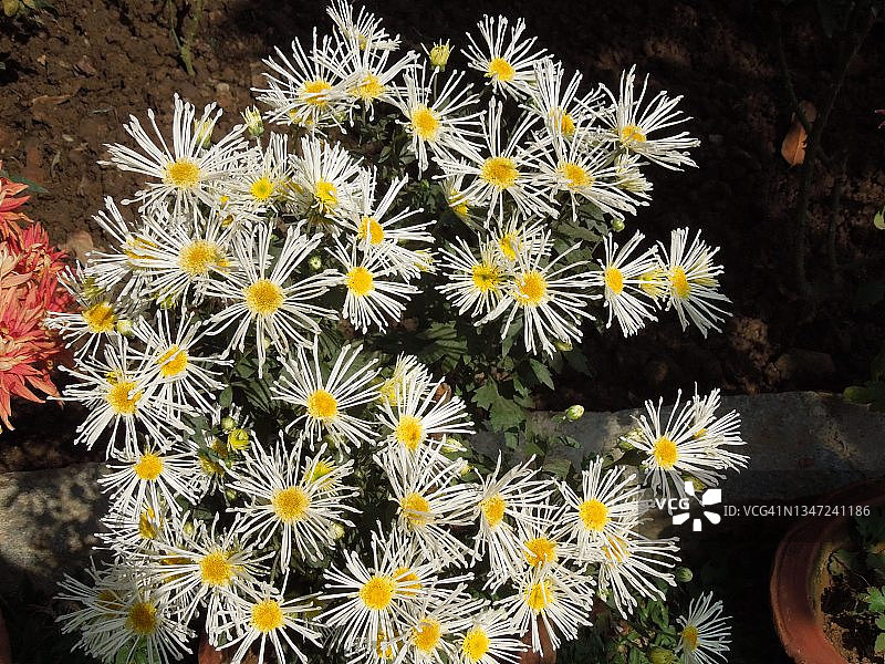 白色的羽状花瓣和黄色中心的大菊花盛开。菊花维苏威火山/鉴定。菊科家庭。图片素材