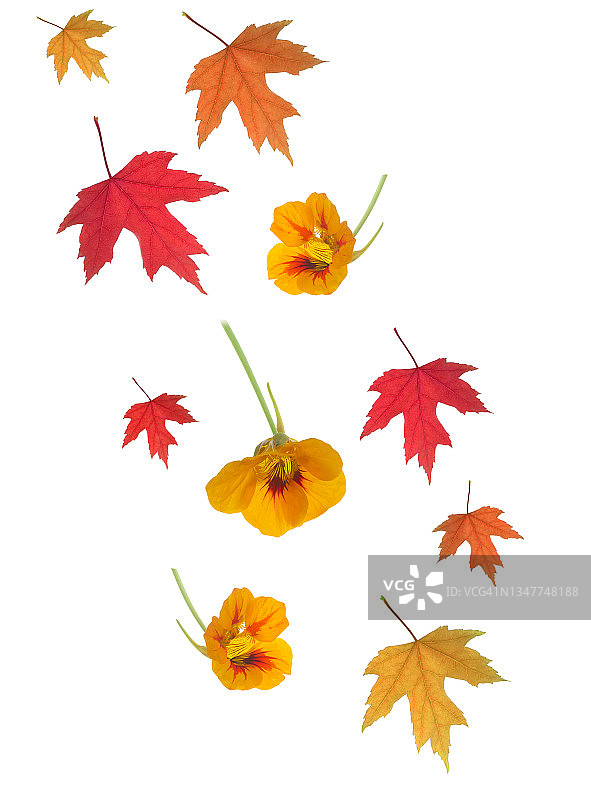 秋天翻滚的枫叶和旱金莲花。图片素材
