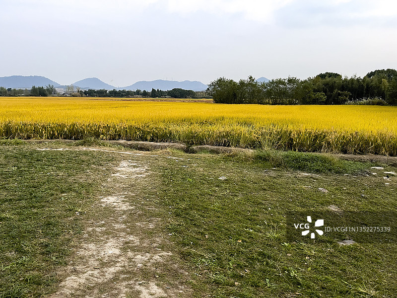 中国杭州阳光下的金色稻田图片素材