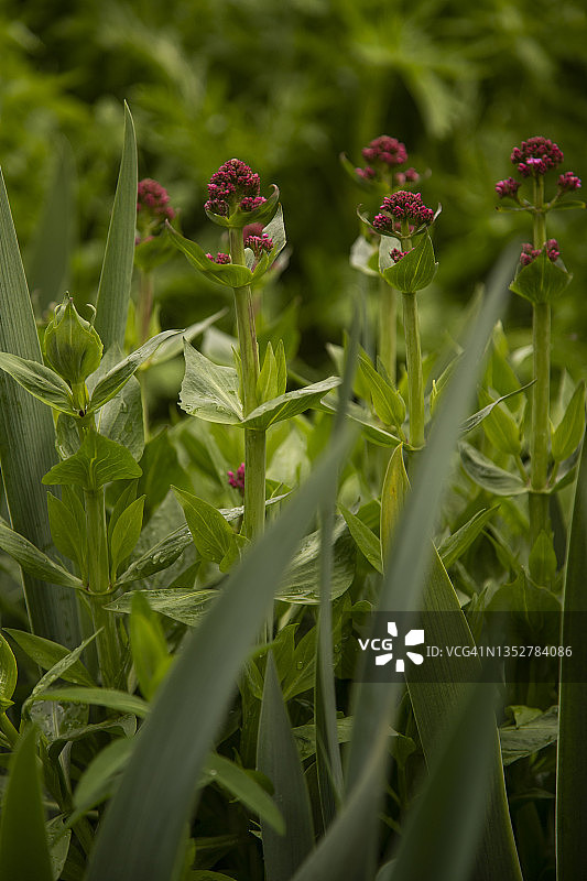 明亮的粉红色/红色的花在红色缬草上的特写，通过胡子鸢尾模糊的杂乱的叶子可以看到Centranthus ruber。背景因对前景聚焦而模糊不清。图片素材