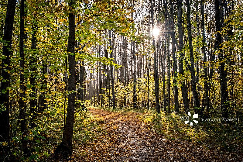 秋天的公园，小径上覆盖着黄叶。阳光穿过森林里的树木图片素材