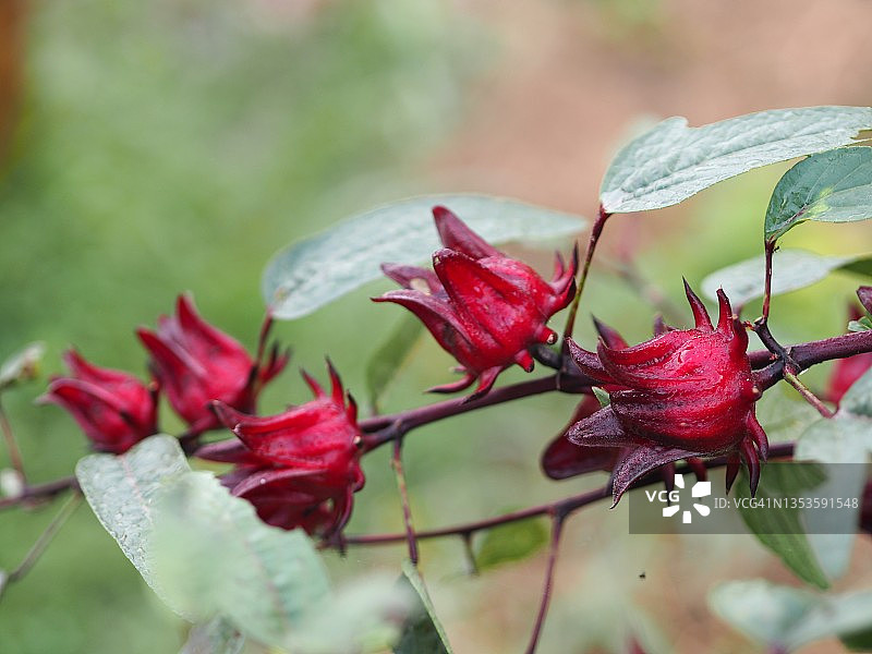 红色的芙蓉花盛开在自然背景模糊的花园里图片素材