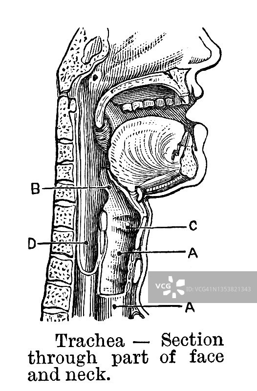 旧雕刻的气管插图，通过部分脸和脖子的横截面图片素材