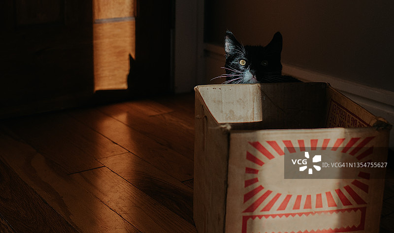 一只小黑猫躲在一个丝网印刷的纸板箱后面图片素材