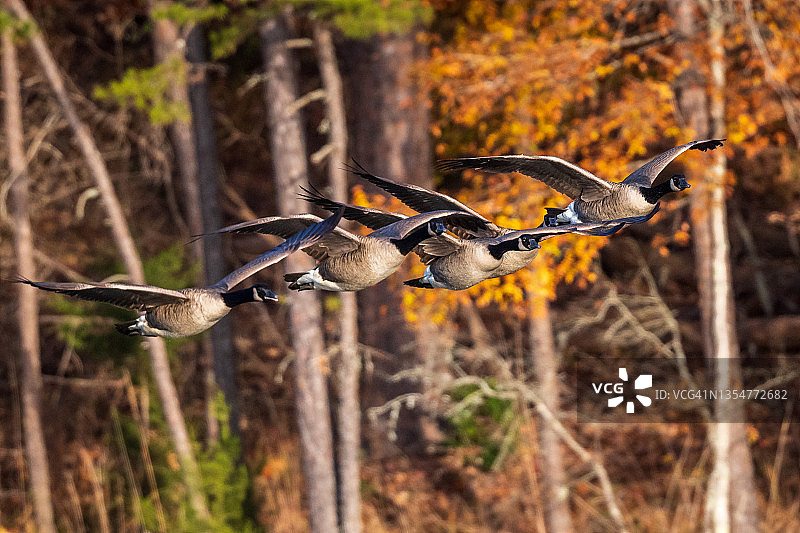 加拿大鹅飞过秋天的树叶图片素材