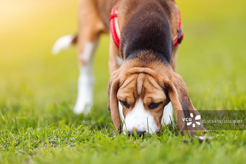 小猎犬的小狗在大自然的草坪上玩耍图片素材