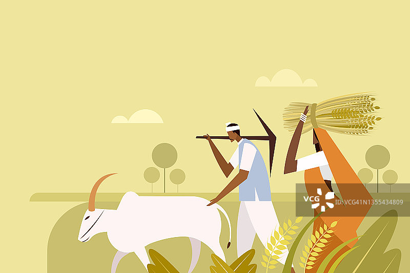 一名印度男子和一名印度女子正牵着一头公牛穿过农场图片素材