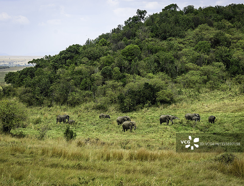 肯尼亚野生大象群图片素材