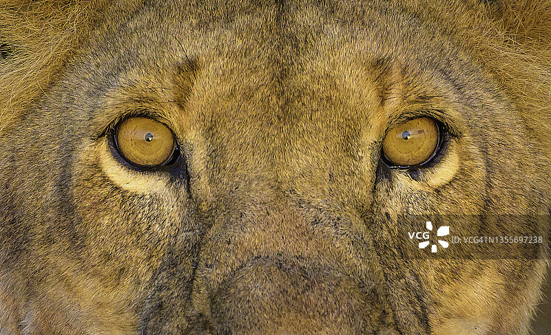 非洲荒野中夕阳下的母狮图片素材