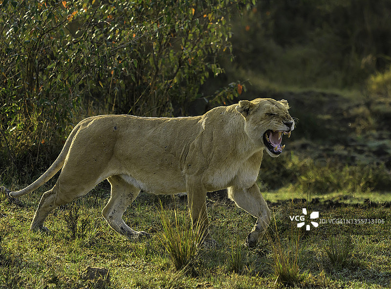 在非洲的荒野中，母狮子保护着她的幼崽图片素材