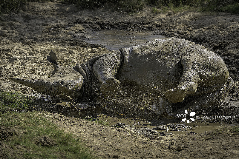 肯尼亚奥佩杰塔的犀牛正在洗泥浴图片素材