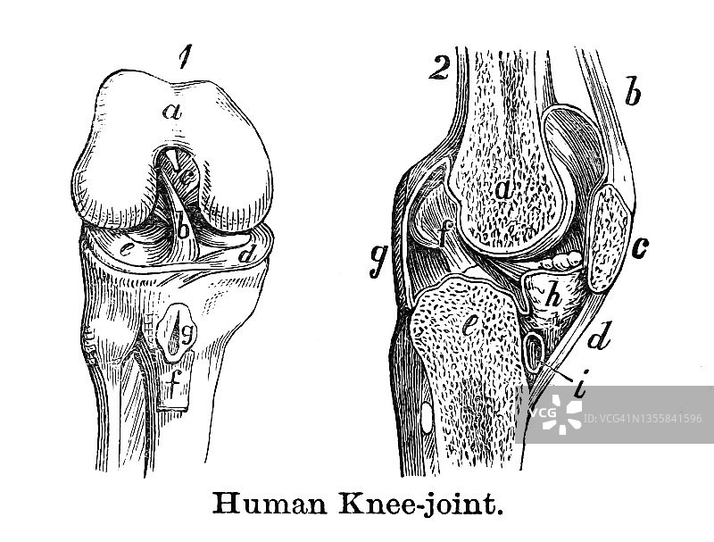 古老的雕刻插图的人的膝关节图片素材