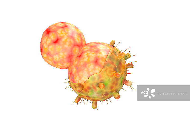 欧米克隆:冠状病毒或covid-19的新变种。计算机生成的概念图像。图片素材