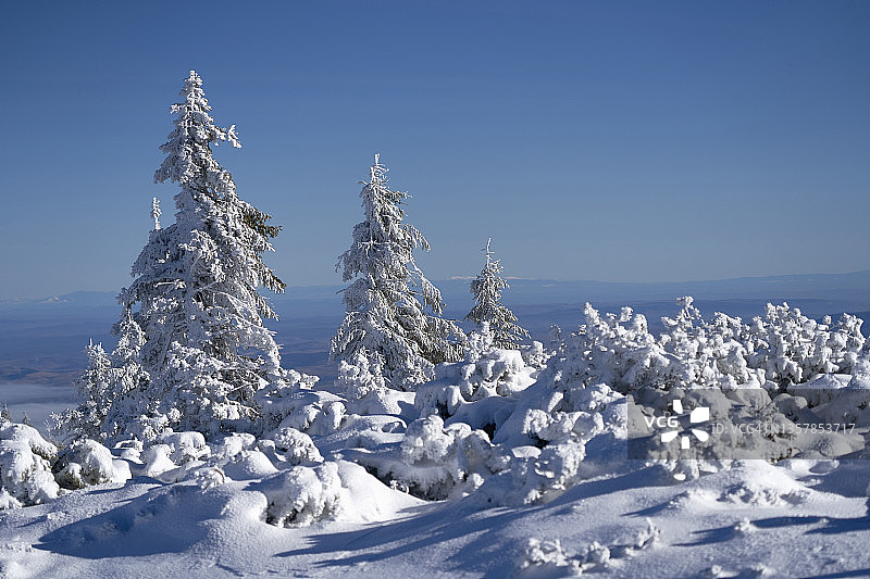 冬季景观有丰富的雪和三棵冷杉树。图片素材