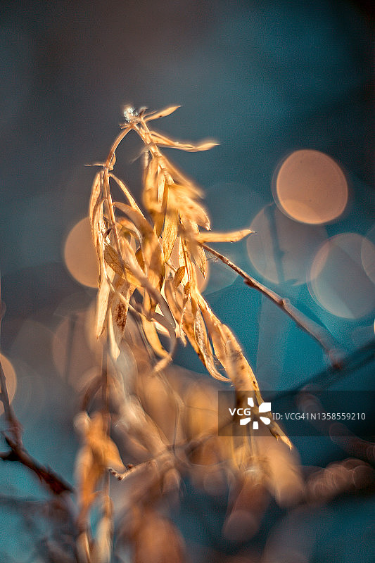 霜黄色干黄色叶子草在寒冷的自然日落深蓝色的背景图片素材