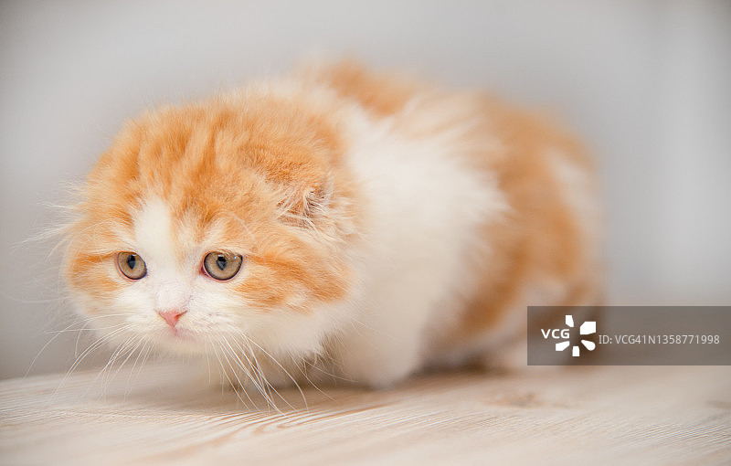 苏格兰折品种红白可爱的小猫咪图片素材