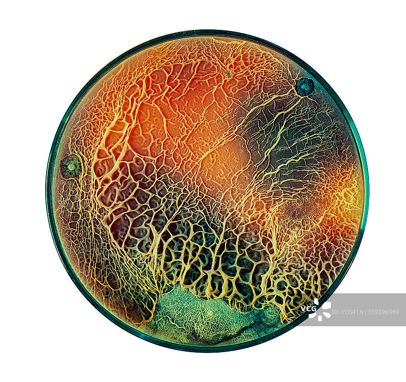 分解塑料的真菌的生长图片素材