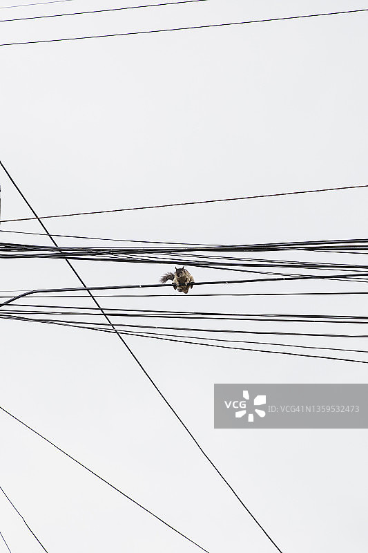 用电缆保持平衡的灰松鼠图片素材