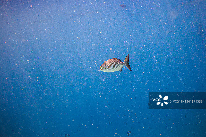 一条鱼游过海洋图片素材