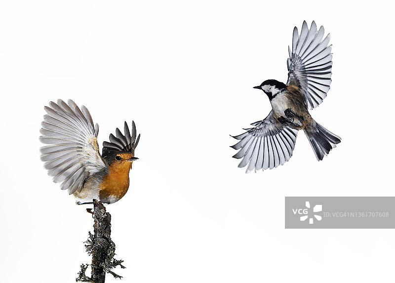 近距离拍摄的丹宁梅泽(Periparus ater)煤山雀和知更鸟(Erithacus rubecula)，在白色背景上张开翅膀飞行。图片素材