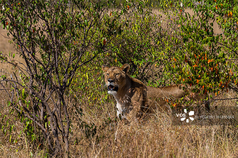 母狮在野外狩猎图片素材