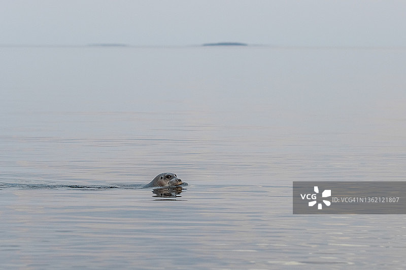 海狮海豹在海里游泳，在水里看着相机图片素材